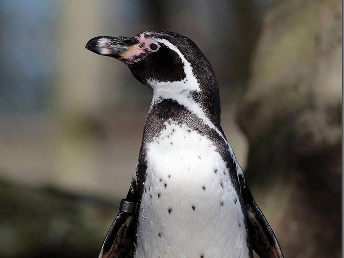 Entire colony of penguins die from avian malaria at Exmoor Zoo
